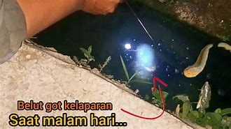 Mancing Belut Di Got Perumahan Dapet Banyak Banget